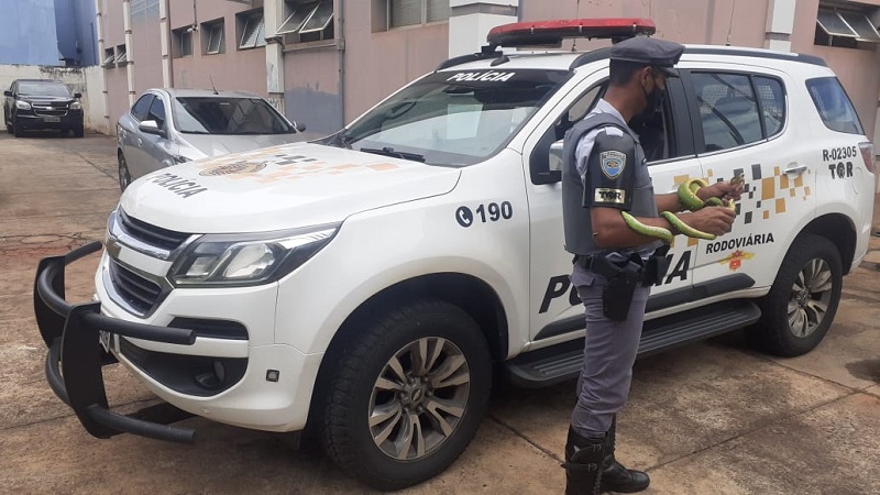 Mulher é detida em ônibus com duas serpentes na bolsa