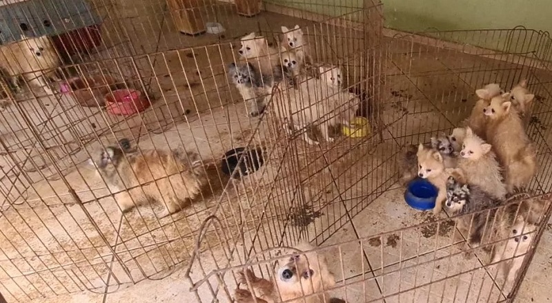 Lulu da Pomerânia: Casal é preso por maus-tratos a mais de 130 cães