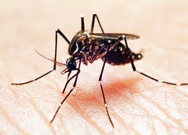 Assis registra 142 casos positivos de dengue