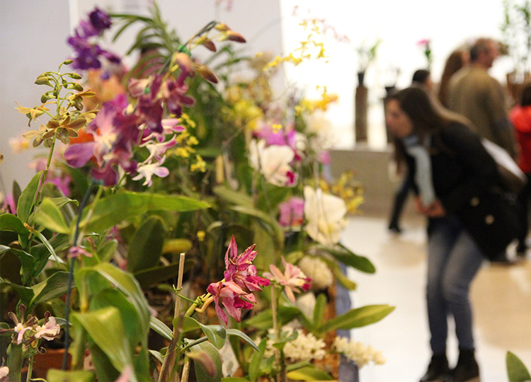 Exposição Nacional de Orquídeas será de 1 a 3 de julho em Assis