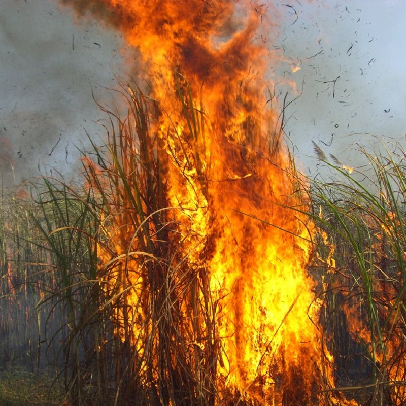 Autores de incêndios em áreas agrícolas foram sentenciados à prisão