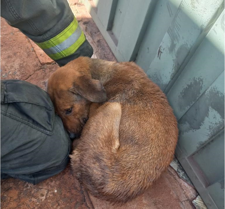Polícia Civil de Cândido Mota encontra cães em situação de maus-tratos