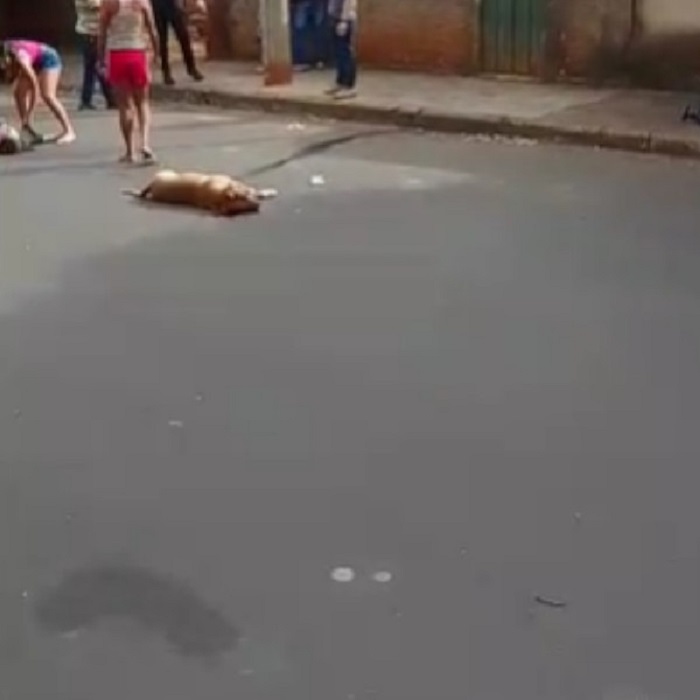 Confusão entre policiais e moradores termina com 3 presos e cão morto a tiros em Paraguaçu