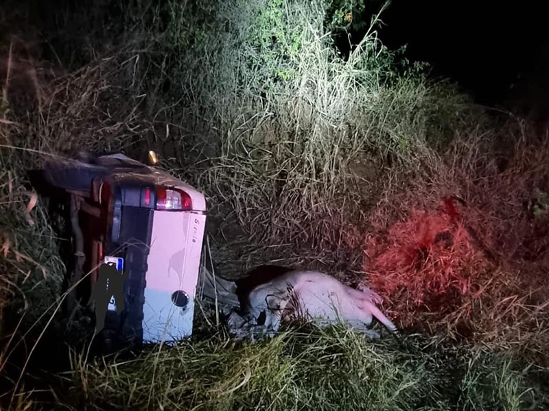 Assisenses e paraguaçuense são presos após furto de gado em Rancharia