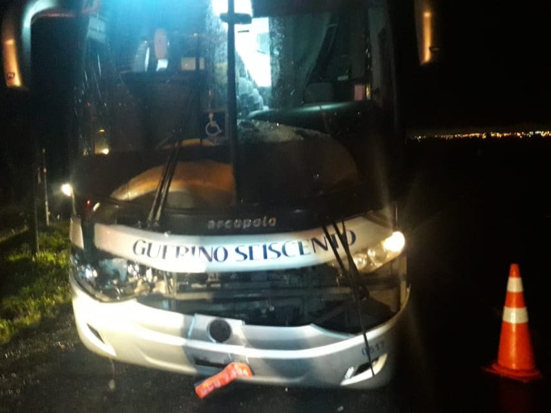 Ônibus atropela e mata três cavalos na Rodovia dos Minérios