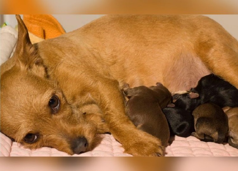 Prefeitura de Assis reabre cadastro para castração de cães