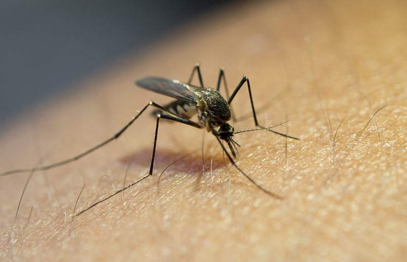 Casos de dengue aumentam 180,5% em um ano