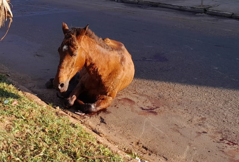Cavalo é atropelado na Avenida Otto Ribeiro