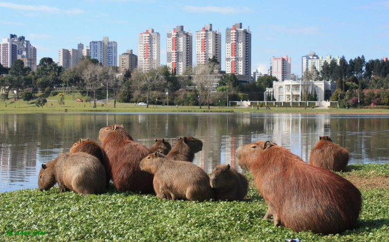 Assis é colocada em alerta para febre maculosa