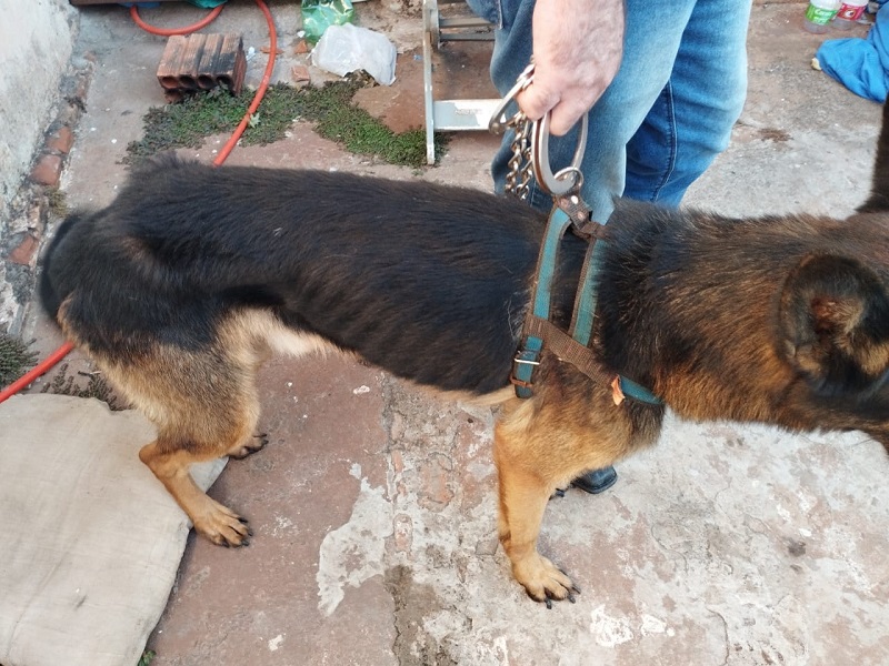 Homem é preso em flagrante por maus tratos a um cão