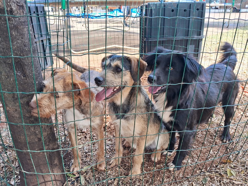 Feira de adoção dos animais resgatados nas rodovias é realizada em Tarumã e Marília