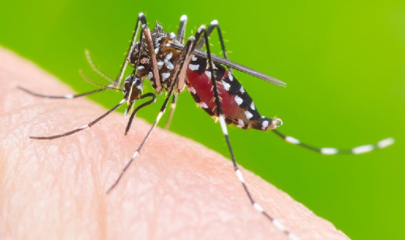 Alerta: semelhanças dos sintomas podem dificultar diagnóstico de doenças pelo Aedes aegypti