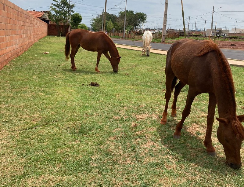 Futuros moradores de residencial reclamam de lixo e cavalos soltos