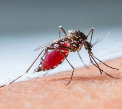 Assis já soma 179 casos positivos de dengue