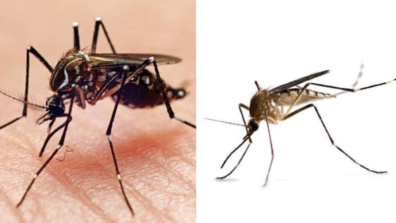Saiba como diferenciar o pernilongo e o mosquito da dengue