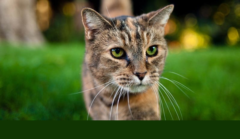 Gatos: curiosidades e cuidados para preservar a saúde dos felinos