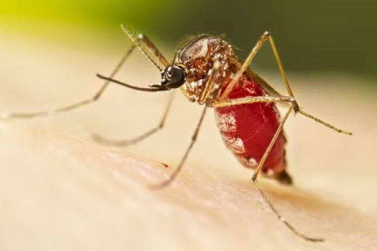 Bauru registra primeira morte por dengue no ano
