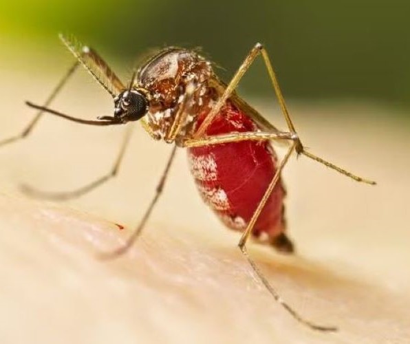 Assis soma 459 casos positivos de dengue