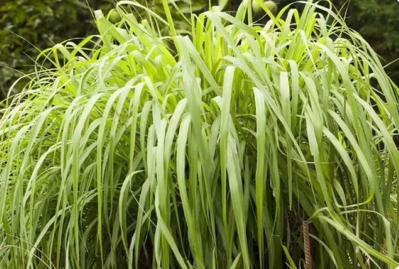 Plantas podem ser usadas como repelentes naturais e auxiliar no combate à dengue