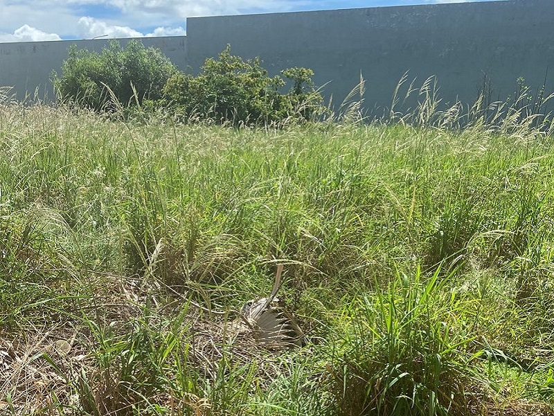 Morador do bairro Tênis Clube reclama de terrenos baldios