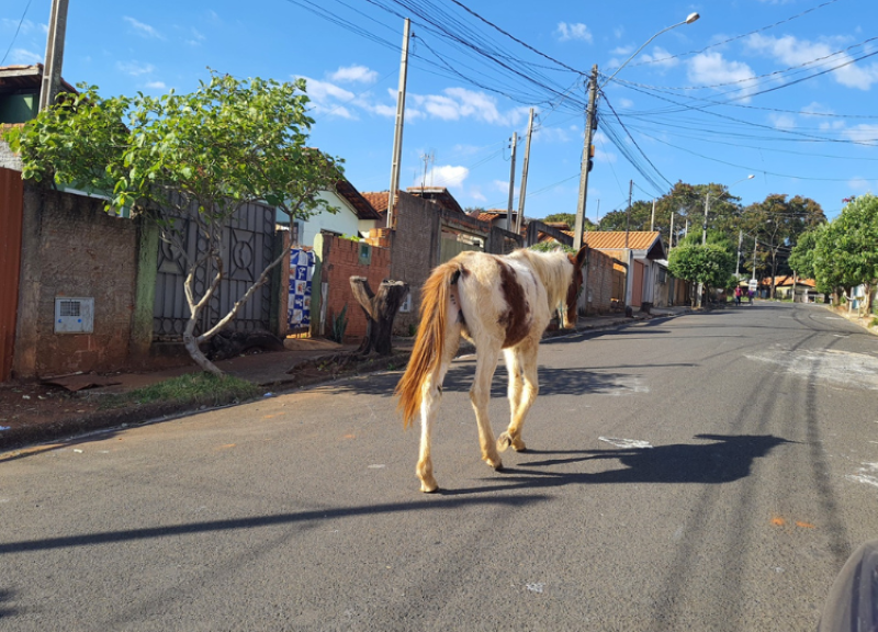 Defesa Civil mantém fiscalização e apreensão de animais de grande porte