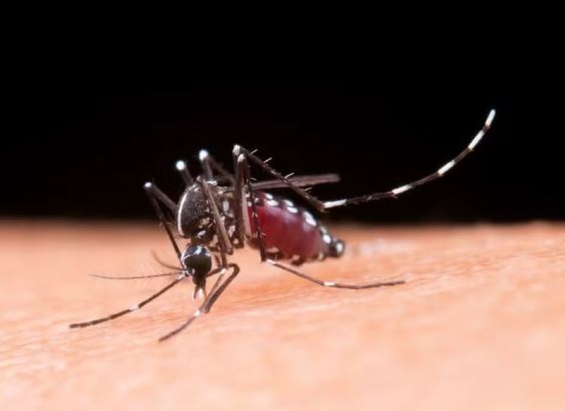 Governo de SP confirma casos de chikungunya em cidades do centro-oeste paulista