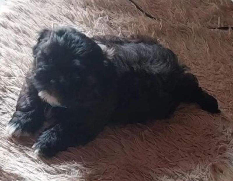 Família procura por cachorro desaparecido em Assis