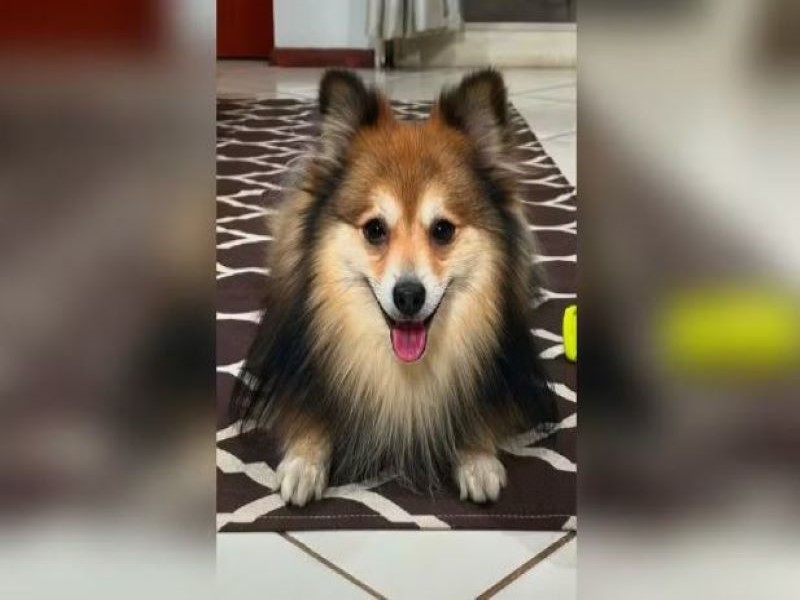 Dirofilariose: saiba mais sobre a doença transmitida para cães e gatos pelo mosquito Aedes aegypti