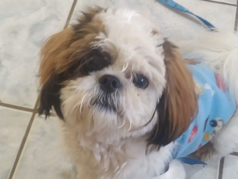 Família procura por cachorro desaparecido em Assis