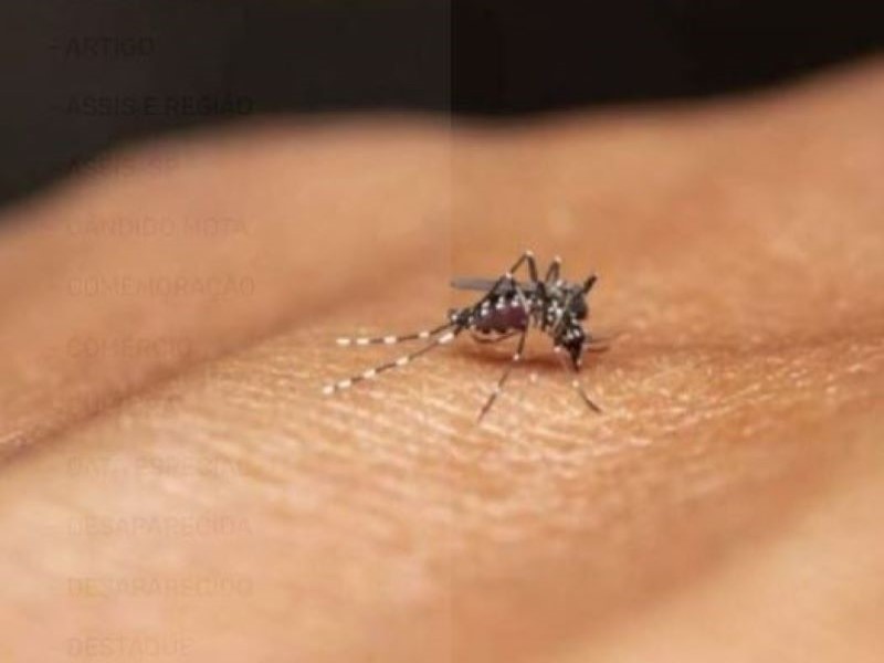 Assis investiga mais dois casos de morte por dengue
