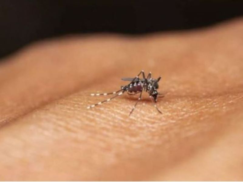 Assis soma 6.952 casos positivos de dengue e oito óbitos confirmados