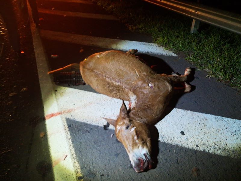 Cavalo solto causa acidentes em estrada de Assis e morre atropelado