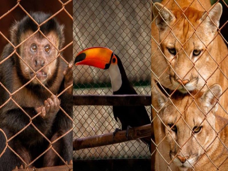 Associação Protetora de Animais Silvestres estreia programa na TV Câmara de Assis