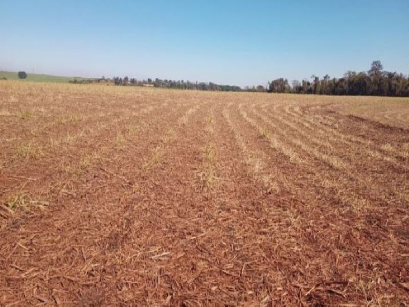 Geada surpreende produtores e causa prejuízos em áreas de cana-de-açúcar