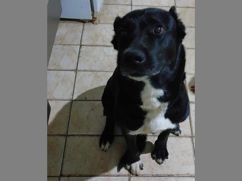 Família procura por cachorra desaparecida há uma semana em Assis