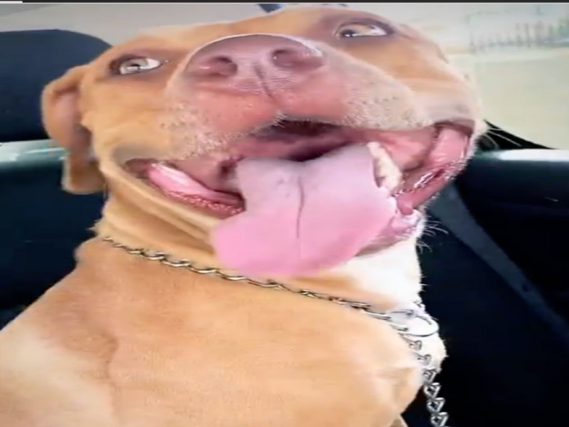 Família procura por cachorra desaparecida na Vila Maria Izabel, em Assis