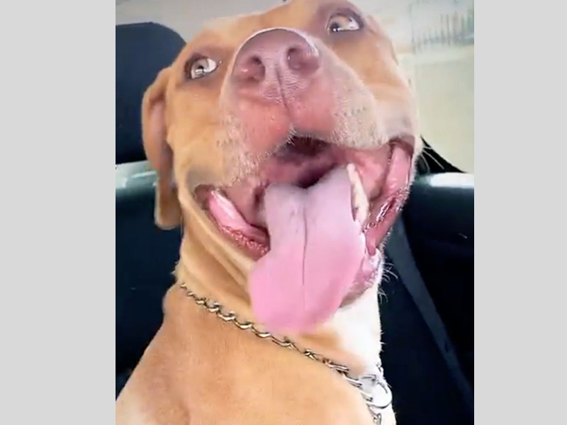 Família continua à procura de cachorra desaparecida em Assis