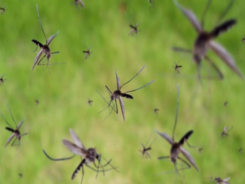 Legislativo pede ações do Executivo para combater infestação de pernilongos nas imediações do Jairão