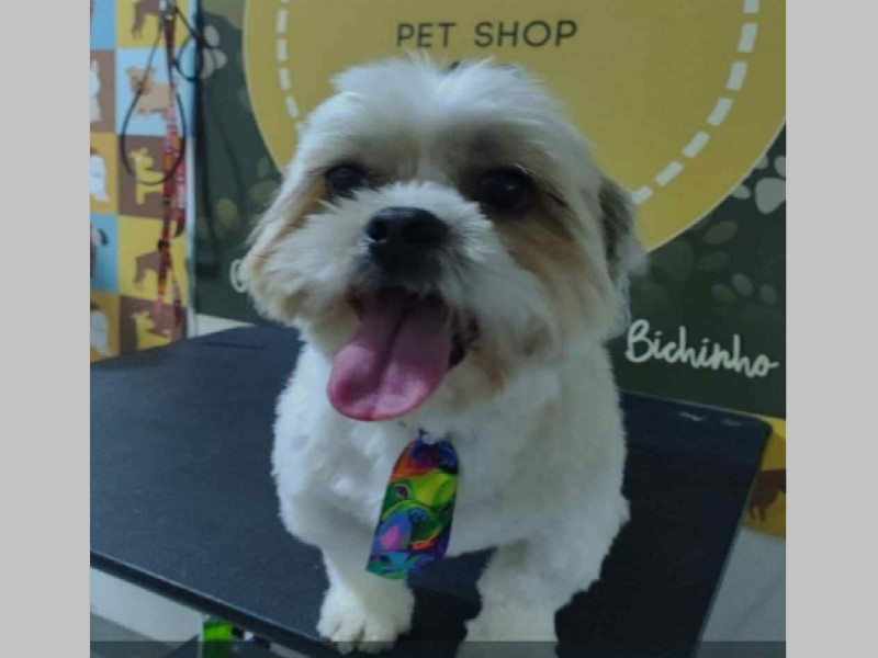 Família procura por cachorro desaparecido próximo à ETEC em Assis