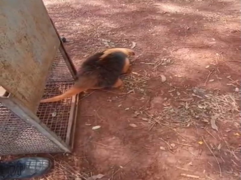 Polícia Ambiental resgata tamanduá-mirim acuado por cães em Frutal do Campo