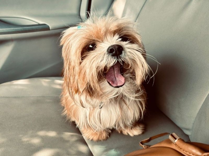 Família procura por cachorrinha Lunna desaparecida nas proximidades do DER, em Assis