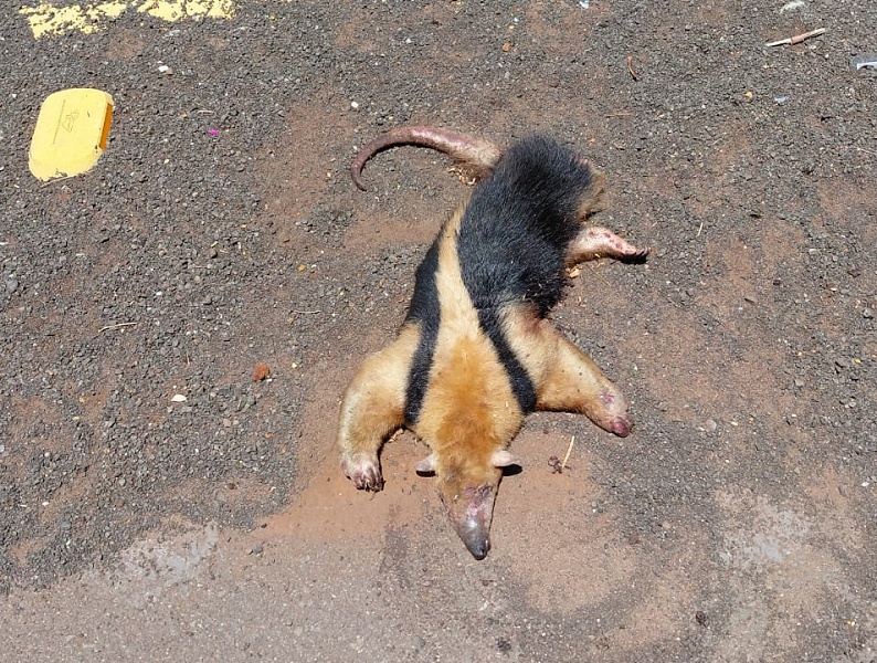 Tamanduá morre atropelado entre Assis e Cândido Mota