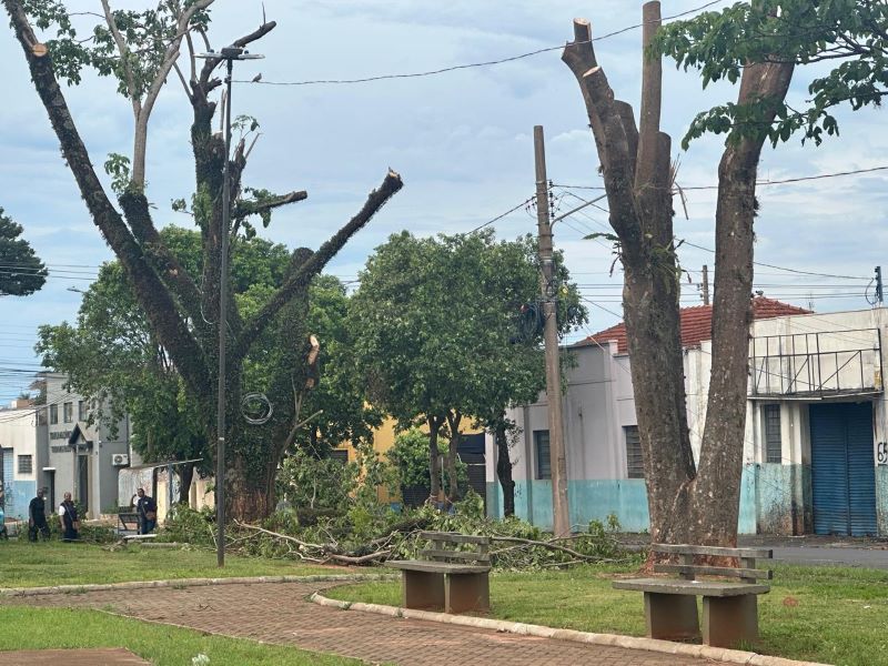 Defesa Civil contabiliza ao menos 20 árvores caídas após temporal de sábado, 6, em Assis