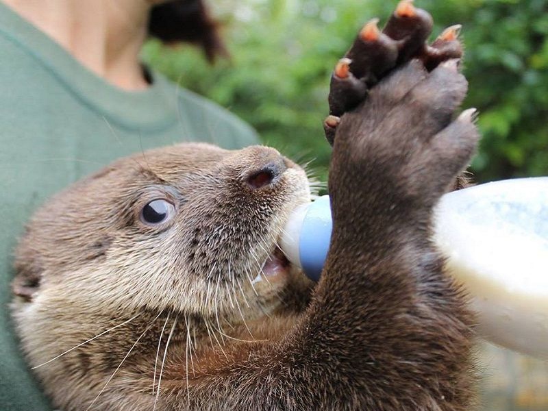 Mudança no atendimento a animais silvestres gera reação e nota da Prefeitura