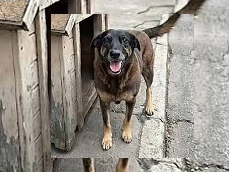 Adolescentes suspeitos de matar o cão Orelha voltam ao Brasil