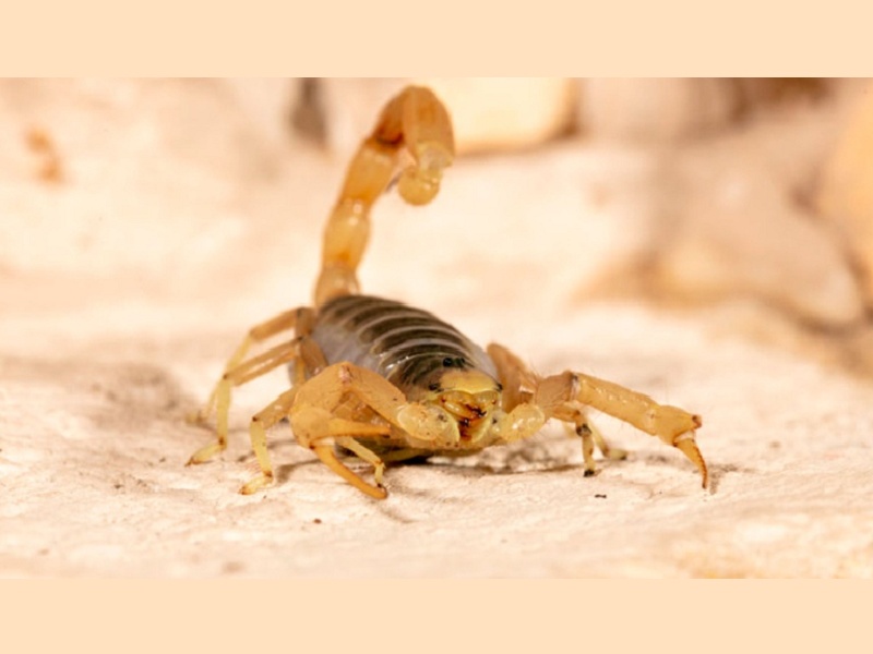 Legislativo pede informações sobre aumento de escorpiões no município de Assis