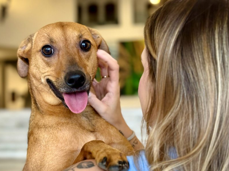 Governo de SP sanciona lei que autoriza o sepultamento de cães e gatos em jazigos familiares