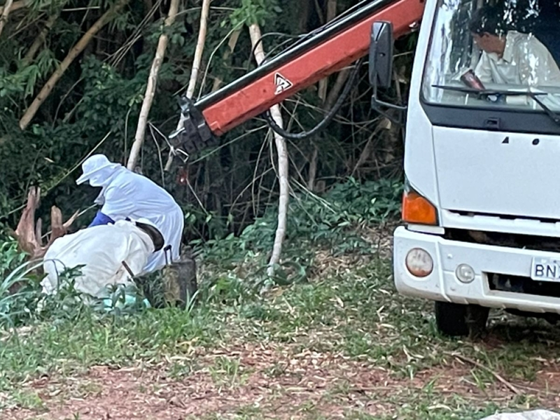 Prefeitura remove enxame de abelhas no Parque Buracão em Assis
