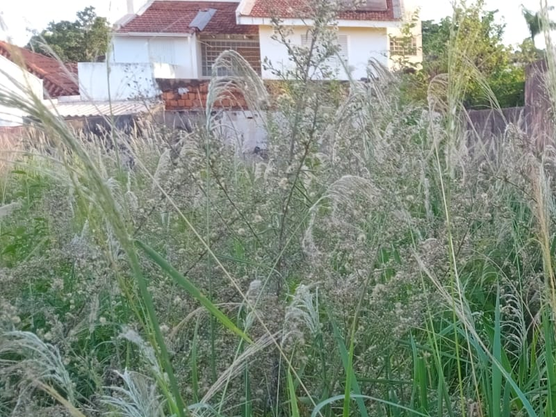 Moradores relatam abandono de dois terrenos e presença de animais peçonhentos