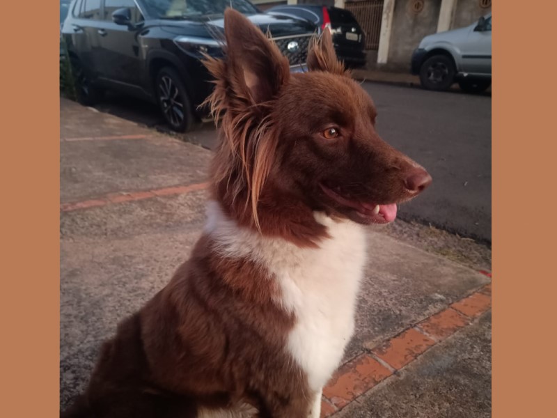 Família procura por cachorra desaparecida em Assis